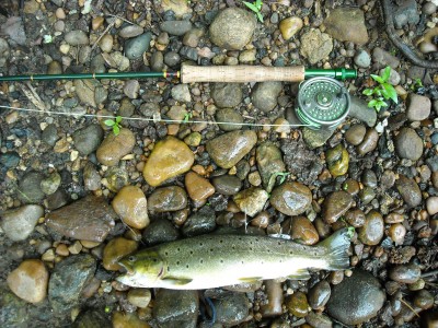 Brown Trout on fly