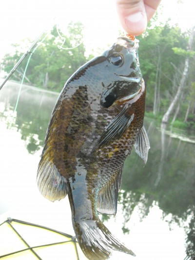 Panfish caught on safety cone slayer popper bug