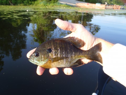 panfish on lake in NJ
