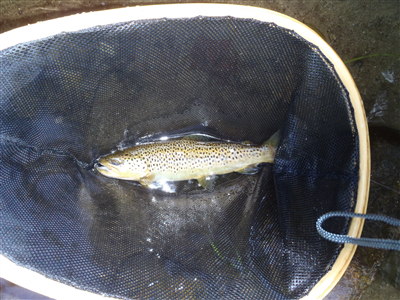 Farmington brown trout