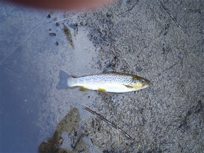 Farmington rainbow trout