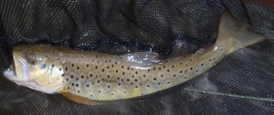 brown trout caught at the Ken Lockwood Gorge September 2011
