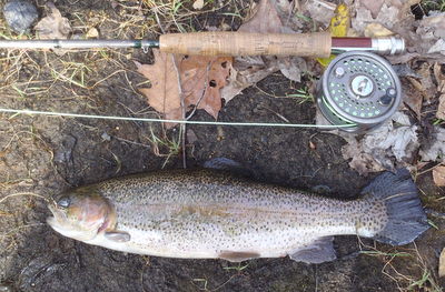 Musconetcong rainbow trout caught on a fly