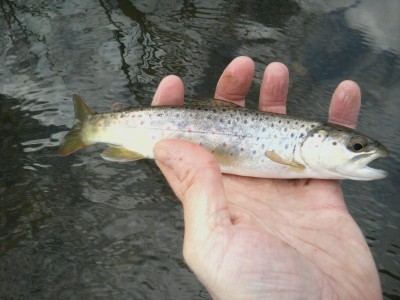 small brown trout