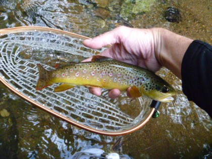 wild brown trout