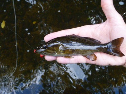 small bass Musconetcong River fall 2012