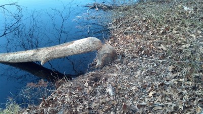 tree chewed by beaver bass pond