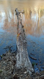 log on pond, flyfishing, popper, crappie