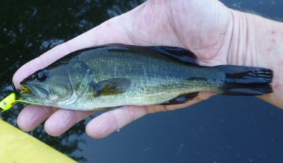 bass, fiberglass fly rod, pond, kayak fishing, booglebug
