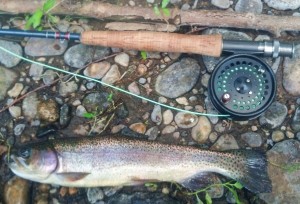 Rainbow trout caught with a fly rod on the Farmington River, end of July 2013