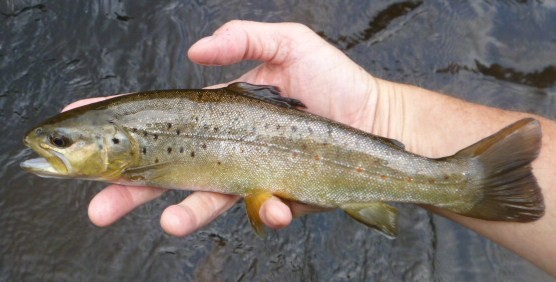 Brown Trout at the Ovation Pool on the Farmington River, July 2013