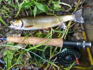 Brook trout, Farmington River, August 2013, elk hair caddis, dry fly, fly fishing