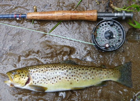 Brown trout, Farmington River, August 2013, elk hair caddis, dry fly, fly fishing