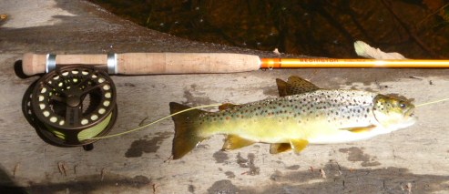 Butter Stick fiberglass fly rod and Click III reel caught brown trout on Farmington River, September 2013