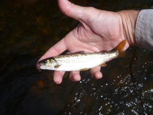 Butter Stick fiberglass fly rod and Click III reel caught rainbow trout on Farmington River, September 2013