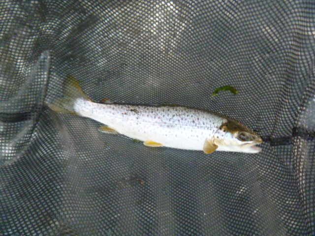 West Branch Brown Trout