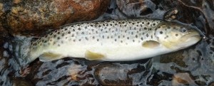 Still River BrownTrout caught on a nymph, May 2014