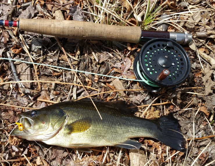 Bass caught on a popper in a CT pond, April 2015, finfollower.com
