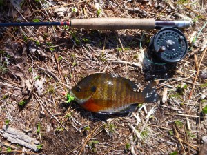 Bluegill caught in local farm pond on poppers Newtown CT May 2015 #finfollower