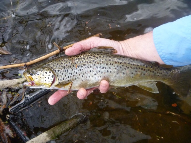 Another Brown Trout from the Farmington May 2015
