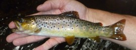 Trout On A Fly Tied By Me