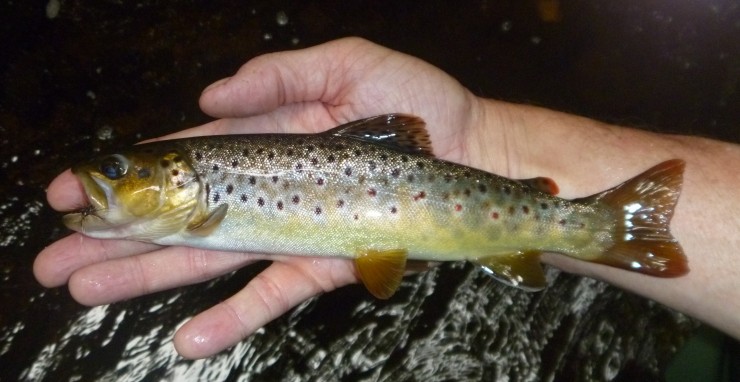 Wild brown trout caught on a dry fly in a small stream in southern CT, June 2015 #finfollower, river fishing, small stream, dry fly, brown trout, wild trout, spring fishing, spring fishing