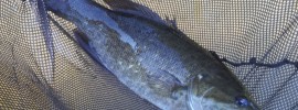 Housatonic River, Smallmouth bass,streamers, woolly bugger, wooly bugger, finfollower, river fishing, summer fishing, fishing with flies,Connecticut fly fishing, fly fishing stuff, fly fishing product, river fly fishing, fly fishing tools, fly fishing gear, Mianus TU, Mianus Trout Unlimited