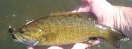 Smallmouth bass, dry fly,streamers, wooly bugger finfollower, river fishing, summer fishing, fishing with flies,Connecticut fly fishing, fly fishing stuff, fly fishing product, river fly fishing, fly fishing tools, fly fishing gear,