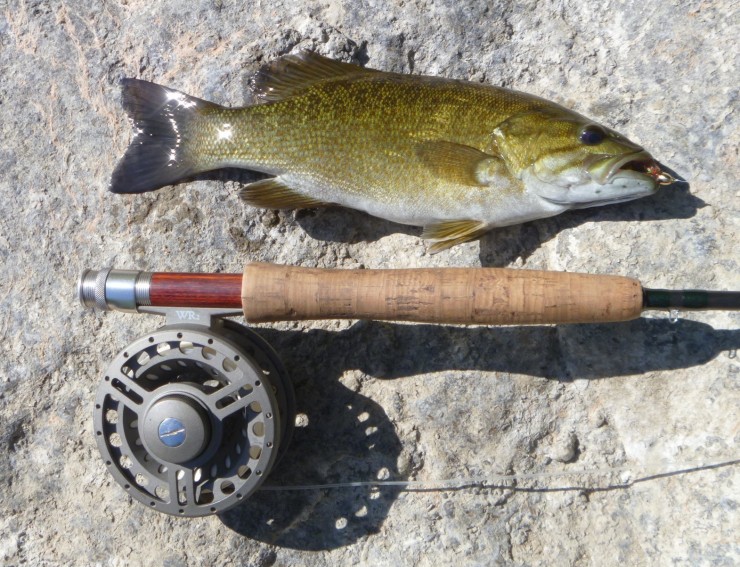 Housatonic River, Smallmouth bass,streamers, woolly bugger, wooly bugger, finfollower, river fishing, summer fishing, fishing with flies,Connecticut fly fishing, fly fishing stuff, fly fishing product, river fly fishing, fly fishing tools, fly fishing gear, Mianus TU, Mianus Trout Unlimited