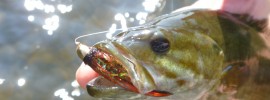 Housatonic River, Smallmouth bass, streamers, finfollower, river fishing, summer fishing, Connecticut fly fishing, fly fishing stuff, fly fishing product, river fly fishing, fly fishing tools, fly fishing gear