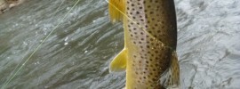 Housatonic River, winter fly fishing, winter fishing, wild brown trout, FinFollower, river fishing, brown trout, wild trout, fishing with flies,Connecticut fly fishing, fly fishing sites, fly fishing stuff, river fly fishing, streamers