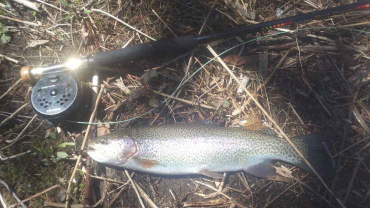 Naugatuck River, Rainbow Trout, streamers, woolly bugger