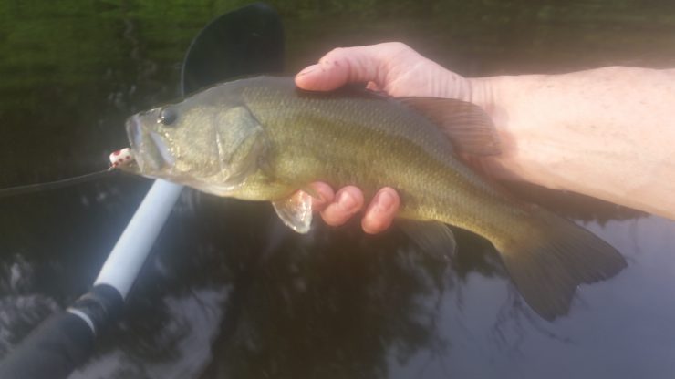 bass on the fly, bass fishing, kayak fishing, finfollower, poppers