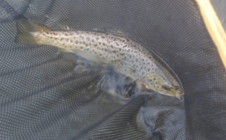 finfollower, brown trout, housatonic, housatonic river, fly fishing, dry fly