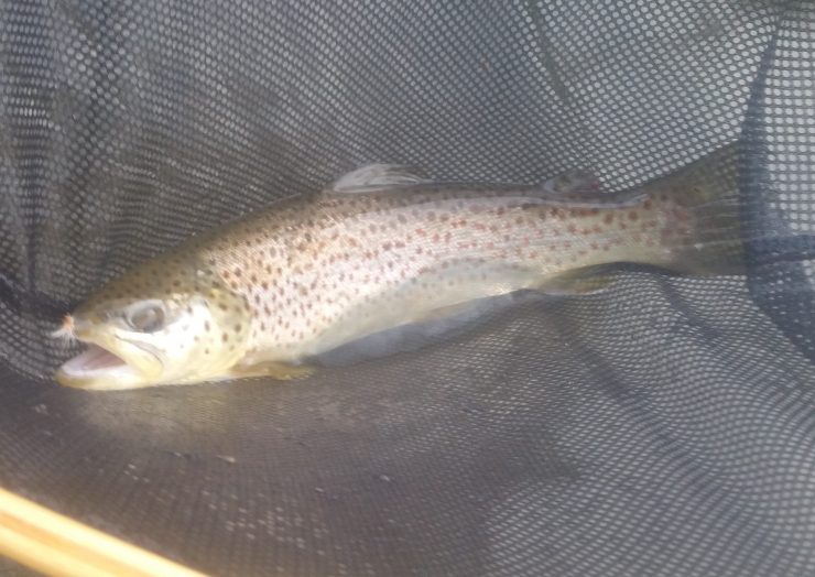 finfollower, brown trout, housatonic, housatonic river, fly fishing, dry fly