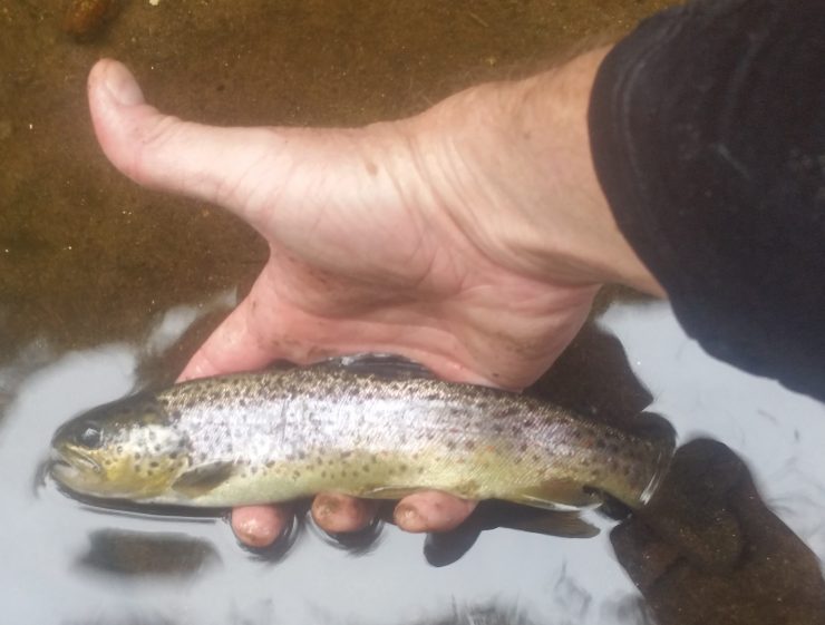 brown trout, sage, sage dart, finfollower, small stream, dry fly, RIO fly line, fall fishing
