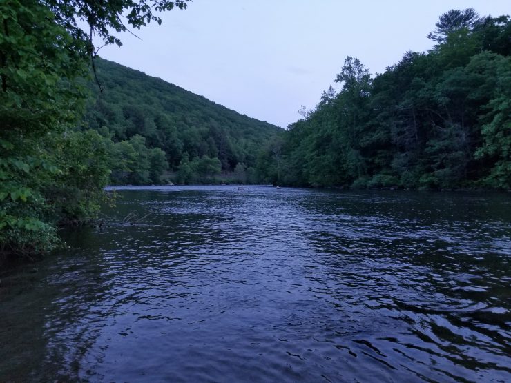 Brown trout, Housatonic River, Fly Fishing