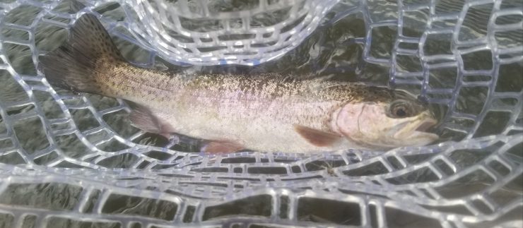 Rainbow trout, Housatonic River, Fly Fishing, fly tying, dry flies, sulphur, rusty spinner, comaparadun. caddis