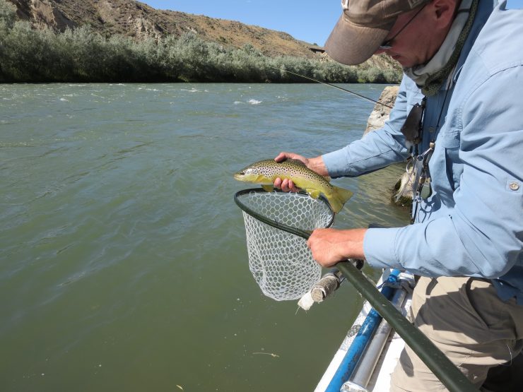 Lower Shoshone River, float trip, north fork anglers, FinFollower, brown trout