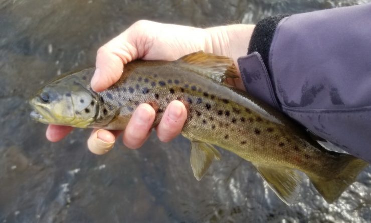 Brown trout, Farmington River, streamers, winter fly fishing, Christmas Day Fishing 2019, Thankful