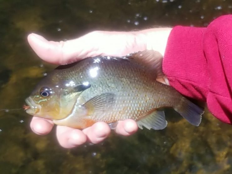 small stream, panfish on the fly, streamer fishing