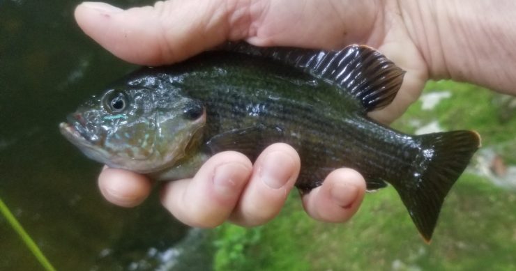 small stream, panfish on the fly, bass on the fly, trout on the fly, streamer fishing, finfollower