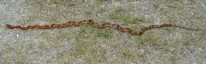 Snake on pathway