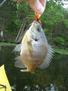 panfish caught on safety cone slayer popper bug