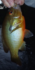 river panfish