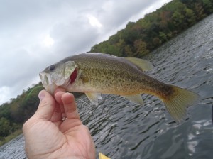 fall bass white lake