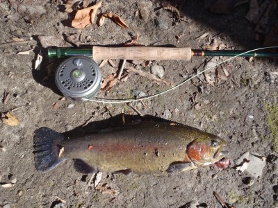 Musconetcong Rainbow Trout October 2011