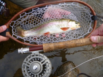 Musconetcong Rainbow Trout