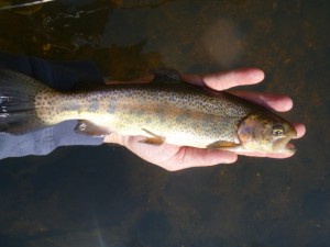 Musconetcong River rainbow trout April 2012