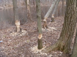 Trees fallen by beavers, Farmington River March 2013